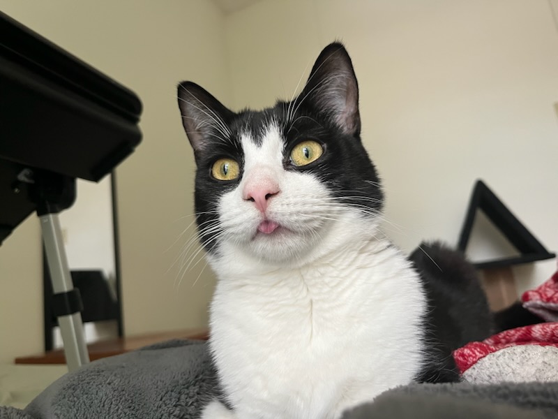 Eddie the cat