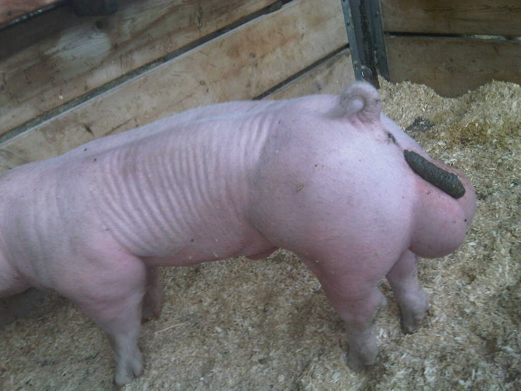 A downward-angled side-view of a pig, with ginormous balls and a large turd perched atop them.